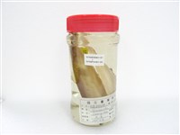 逆鉤鰺藏品圖，第2張